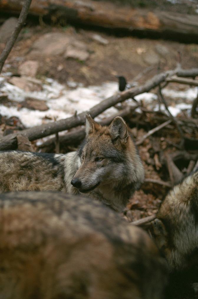 A wolf at the Colorado Springs Zoo